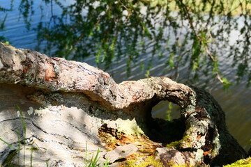 natürliche Baumskulptur im Windebensee 