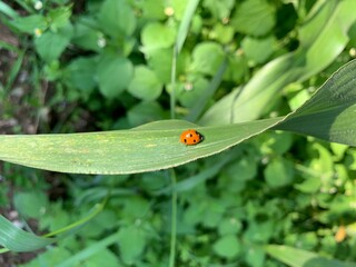ladybird on a leaf