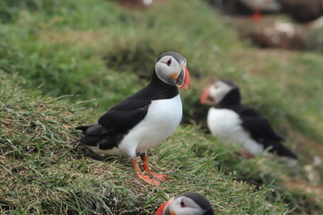 Puffin Colony at Borgarfjörður eystri, Iceland