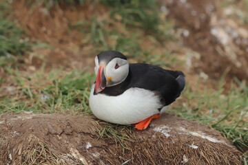 Puffin Colony at Borgarfj&ouml;r&eth;ur eystri, Iceland