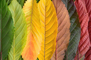 A collection of colorful autumn leaves arranged in rows