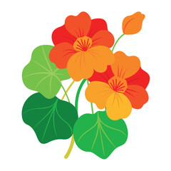 White backdrop with vector Nasturtium