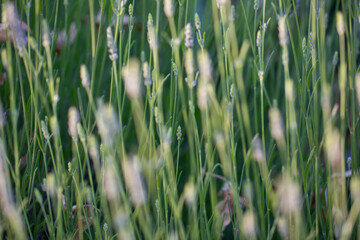 
Close-Up Photo for  Green Background by Lavender Calming Herb 