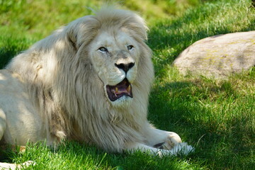 African white lion in the grass