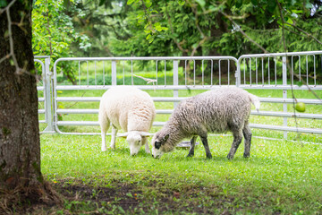 Sheep in a pen in an agricultural show. Pair of sheep at agricultural show in small farm. Domestic sheep (Ovis aries). 