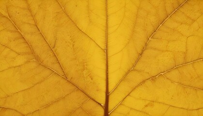 Obraz premium Yellow autumn leaf veins texture background