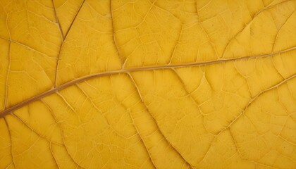 Obraz premium Yellow autumn leaf veins texture background