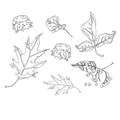 Sketch of autumn leaves. Drawn with liner.