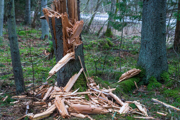 The old tree broke. Broken branches in the forest. Autumn forest and snapped trees.