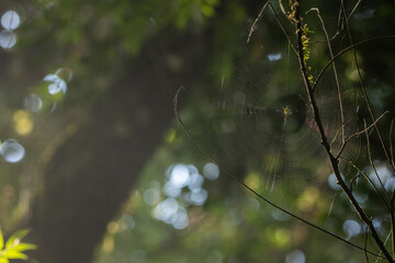 Aranha tecendo teia na floresta / Spider spinning web in the forest