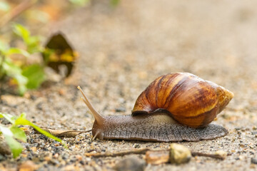 caramujo andando na floresta / snail in a forest