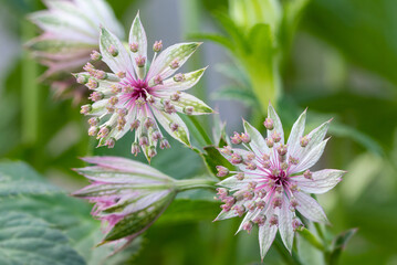 Masterwort Roma (Astrantia major “Roma”) pink flower