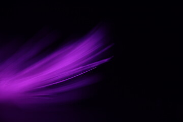 Purple texture abstract on black background, bird feather	