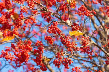 branch of wild ash with berries as natural background