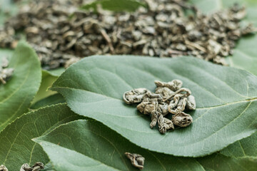 large-leaved green tea on a leaf of a green tree