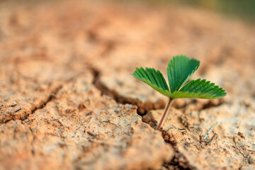 A small green plant is growing out of a crack in the ground