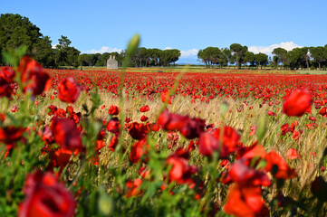 A natural blossom red poppy flower in a wheat field in summer with old ruins in Spain.