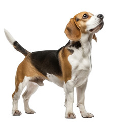 Curious beagle dog looking upward, isolated on a checkerboard pattern indicating transparency