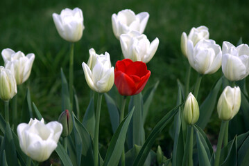 Red Flower in White Flowers