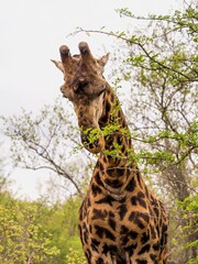 Giraffe eating from a tree