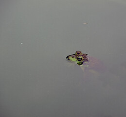 Frog in Water