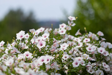 Petunia zwisająca, supertunia vista, kolorowe kwiaty, letni ogród, wzrost roślin, botanika, odmiana, biały kolor kwiatów, zieleń, rozmyte tło, tapeta