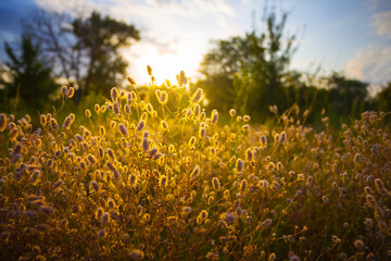 green forest glade in light of sparkle sun