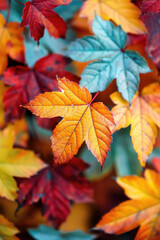 Autumn colorful background, fall backdrop