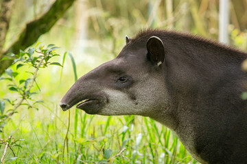 Anta brasileira em um campo de ameixas / 
Brazilian tapir in a plum field