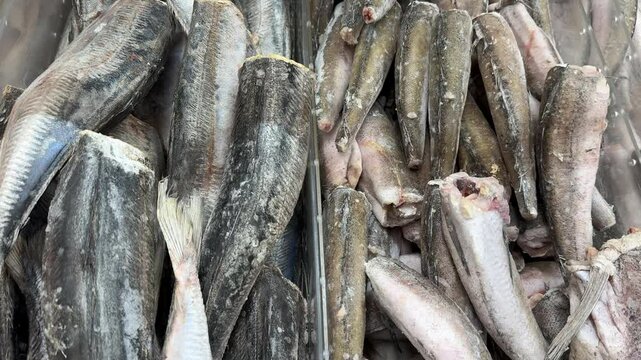frozen fish in the fridge