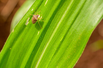 Small Insect walks on an organic corn plant leaf.