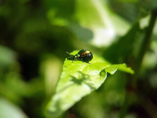 Beetle on flower leaf summer