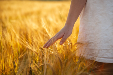 Hand touching wheat in a wheat field © iloli