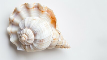 Obraz premium Single White Seashell With Brown Stripes on a White Background