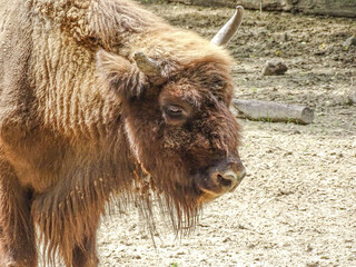 Aurochs at the zoo during the summer
