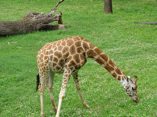 A giraffe eats grass in the summer © Herman Vlad