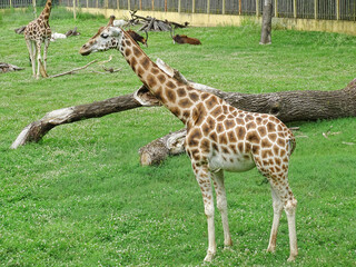 A giraffe at Nyíregyháza Zoo, Hungary