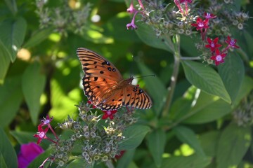 butterfly on flower