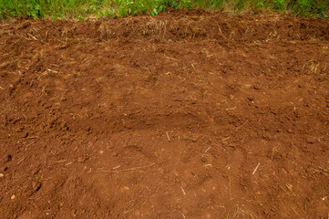Furrow in deep brown earth with corn seeds inside.