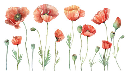 Set of poppy flowers watercolor cutout png isolated on white or transparent background