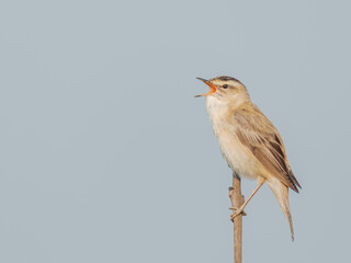 Sedge Warbler Bird Photography