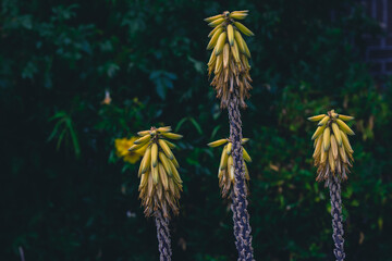 Aloe Vera Flower