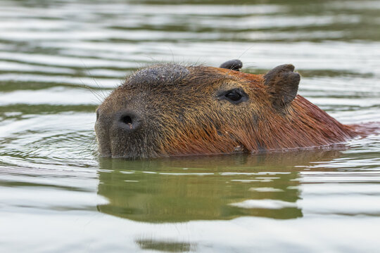 Capivara nadando / capybara swimming