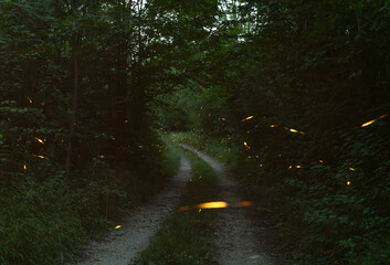 Fairytale moments with fireflies in the forest somewhere in Romania