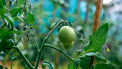 Green Fresh Tomato Growing On Branch In Greenhouse, Vegetable Development, Vegetarian, Healthy raw Organic Food