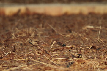 fermentación de agave