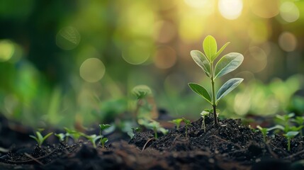 Green Plant Sprouting in Rich Soil During Sunny Day