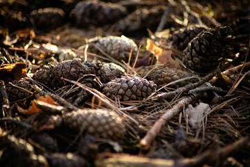 Close-up of pine cones and twigs on the forest floor with natural sunlight