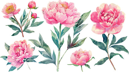 Collection of peonies flowers clipart watercolor cutout png isolated on white or transparent background