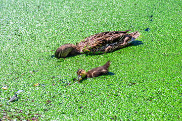 Ducks swim on a lake completely covered with duckweed, ecology, food for birds, protection from mosquitoes